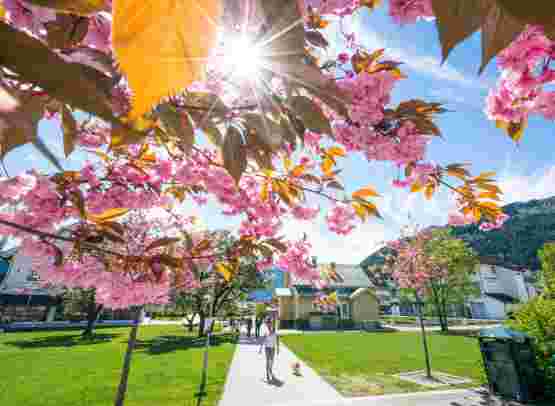 Embrace the Magic of Norway in Spring